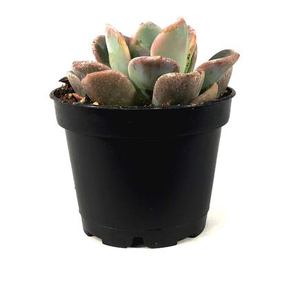 Succulent, 2in, Echeveria Orpet