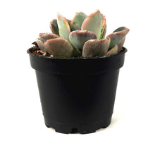 Load image into Gallery viewer, Succulent, 2in, Echeveria Orpet
