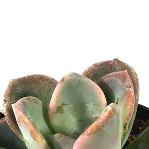 Succulent, 2in, Echeveria Orpet