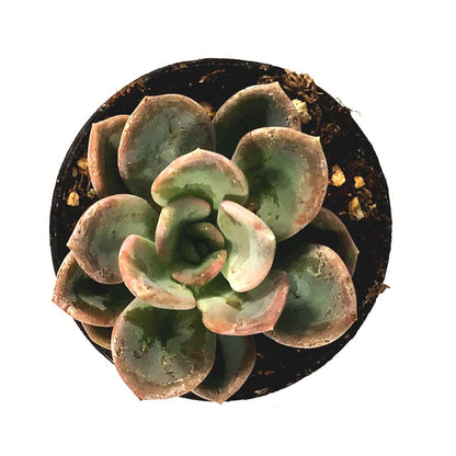 Succulent, 2in, Echeveria Orpet