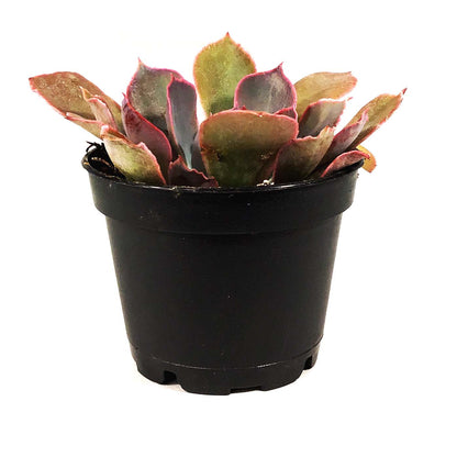 Succulent, 2in, Echeveria Purple Dance