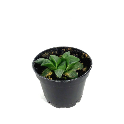 Haworthia, 2in, Retusa Star Cactus