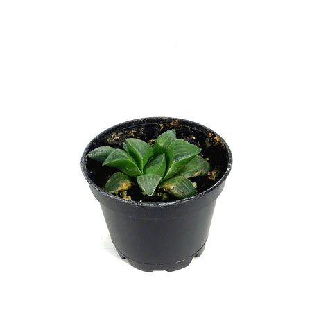 Haworthia, 2in, Retusa Star Cactus