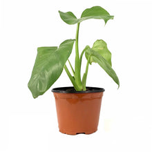 Load image into Gallery viewer, Philodendron, 6in, Giganteum - Floral Acres Greenhouse &amp; Garden Centre
