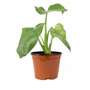 Philodendron, 6in, Giganteum - Floral Acres Greenhouse & Garden Centre