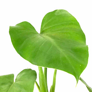 Philodendron, 6in, Giganteum - Floral Acres Greenhouse & Garden Centre