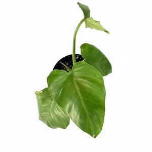 Philodendron, 6in, Giganteum - Floral Acres Greenhouse & Garden Centre