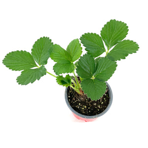 Fruit, 4in, Strawberry - Floral Acres Greenhouse & Garden Centre