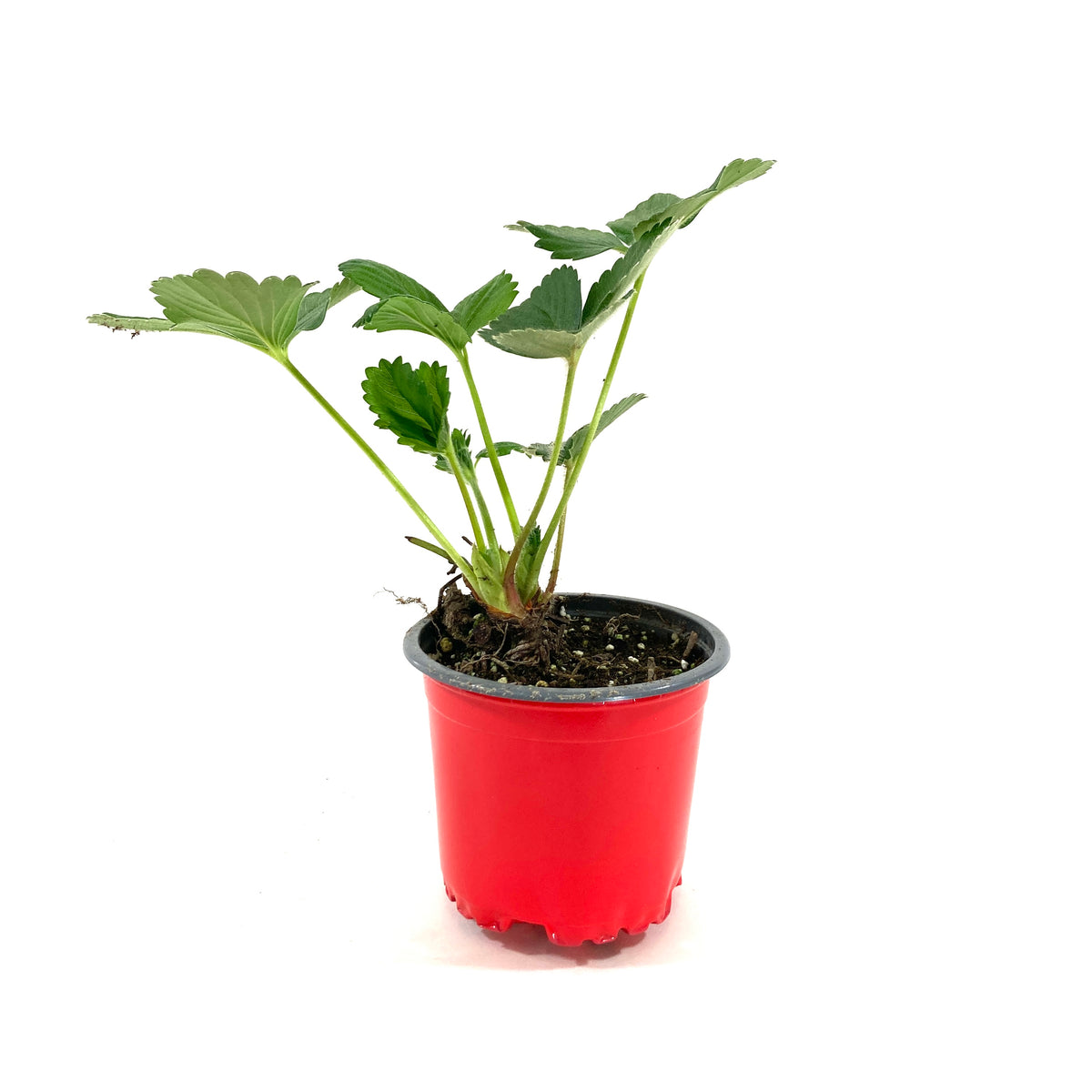 Fruit, 4in, Strawberry - Floral Acres Greenhouse & Garden Centre