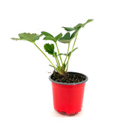 Fruit, 4in, Strawberry - Floral Acres Greenhouse & Garden Centre