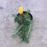 Bonsai, 4in, Feelin Blue - Floral Acres Greenhouse & Garden Centre