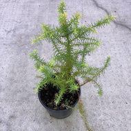 Bonsai, 4in, Mushroom - Floral Acres Greenhouse & Garden Centre