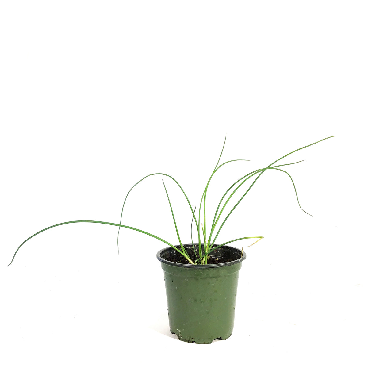 Herb, 4in, Chives