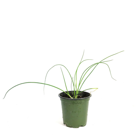 Herb, 4in, Chives