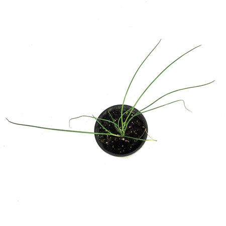 Herb, 4in, Chives