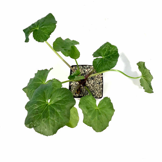 Double Marsh Marigold, 5in, Caltha palustris - Floral Acres Greenhouse & Garden Centre