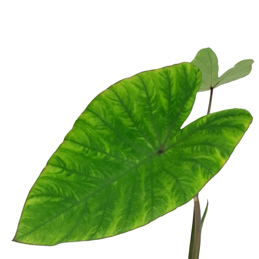 Colocasia, 5in, Blue Hawaii