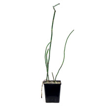 Load image into Gallery viewer, Horsetail, 5in, Equisetum japonica
