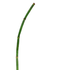 Horsetail, 5in, Equisetum japonica