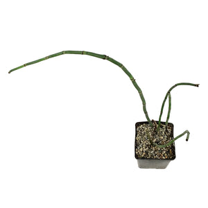Horsetail, 5in, Equisetum japonica