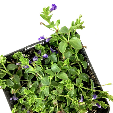 Moneywort, 5in, Blue - Floral Acres Greenhouse & Garden Centre