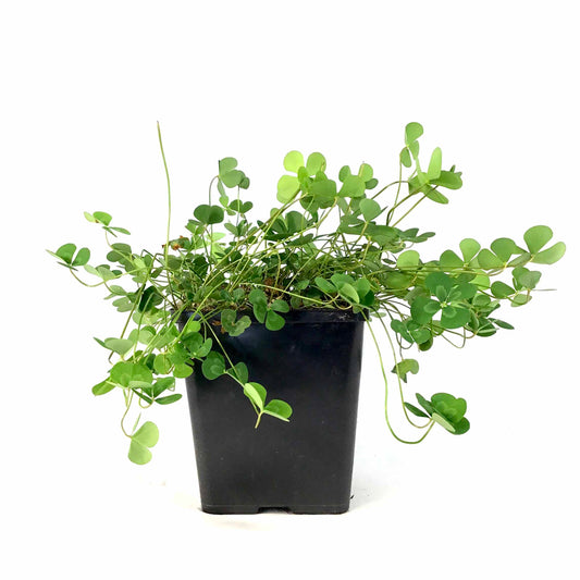 Floating Four-Leaf Clover, 5in - Floral Acres Greenhouse & Garden Centre
