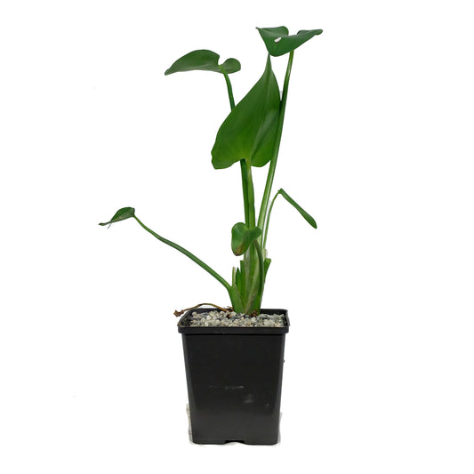 Pickerelweed, 5in, Purple