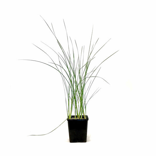 Cattail, 5in, Miniature - Floral Acres Greenhouse & Garden Centre