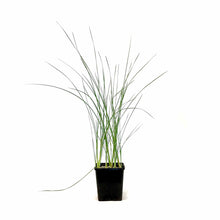 Load image into Gallery viewer, Cattail, 5in, Miniature - Floral Acres Greenhouse &amp; Garden Centre
