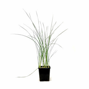Cattail, 5in, Miniature - Floral Acres Greenhouse & Garden Centre