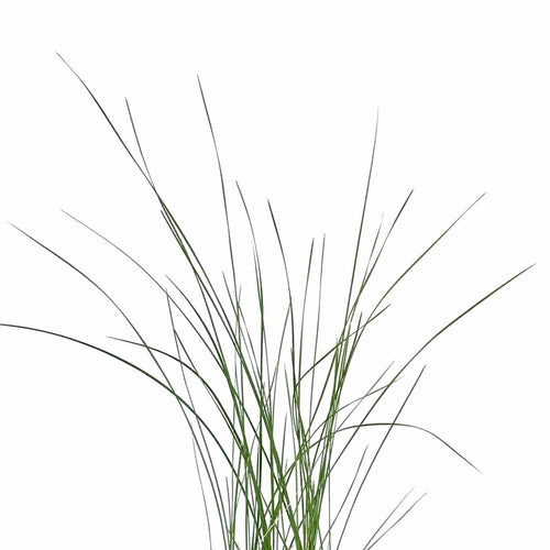 Cattail, 5in, Miniature - Floral Acres Greenhouse & Garden Centre