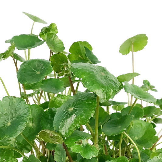 Pennywort, 5in, Green