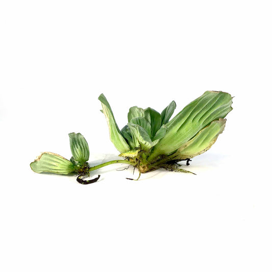 Water Lettuce, Bulk - Floral Acres Greenhouse & Garden Centre