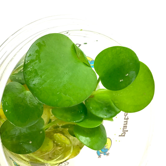 Frogbit, Bulk - Floral Acres Greenhouse & Garden Centre