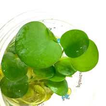 Load image into Gallery viewer, Frogbit, Bulk - Floral Acres Greenhouse &amp; Garden Centre
