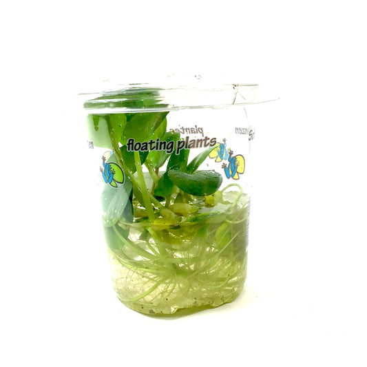 Frogbit, Bulk - Floral Acres Greenhouse & Garden Centre