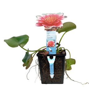 Water Lily, 5in, Attraction Red