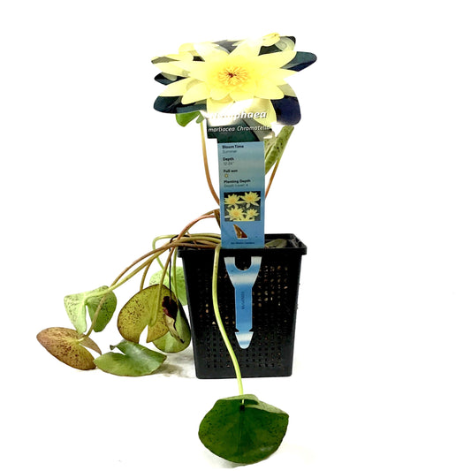 Water Lily, 5in, Chromatella - Floral Acres Greenhouse & Garden Centre