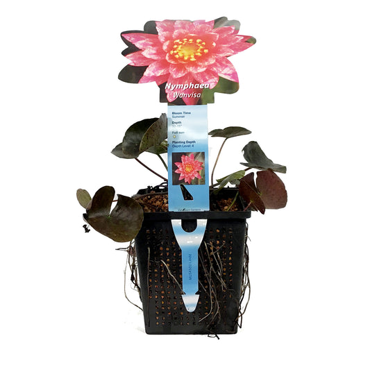 Water Lily, 5in, Wanvisa