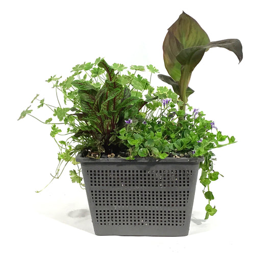 Aquabasket Planter, 8in, Canna