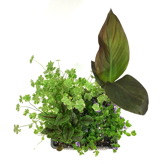 Aquabasket Planter, 8in, Canna