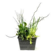 Load image into Gallery viewer, Aquabasket Planter, 8in, Hardy - Floral Acres Greenhouse &amp; Garden Centre
