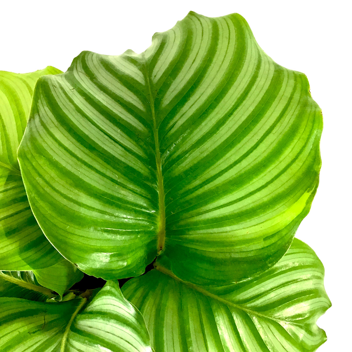 Calathea, 8in, Orbifolia - Floral Acres Greenhouse & Garden Centre