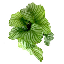 Load image into Gallery viewer, Calathea, 8in, Orbifolia - Floral Acres Greenhouse &amp; Garden Centre
