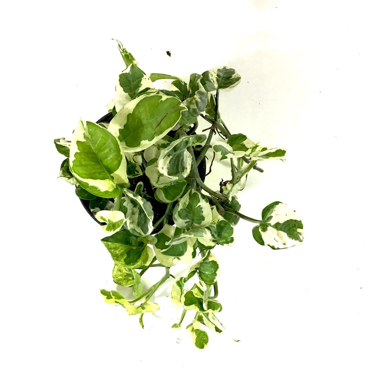 Pothos, 5in, N'Joy - Floral Acres Greenhouse & Garden Centre