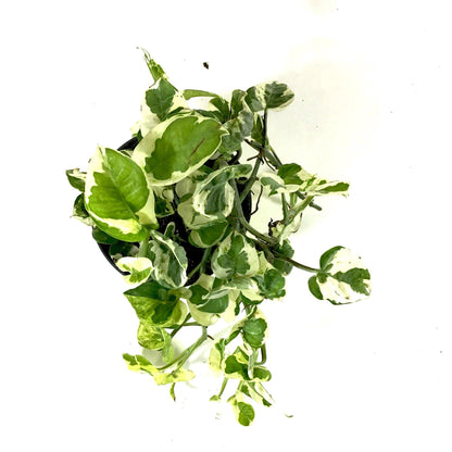 Pothos, 5in, N'Joy - Floral Acres Greenhouse & Garden Centre