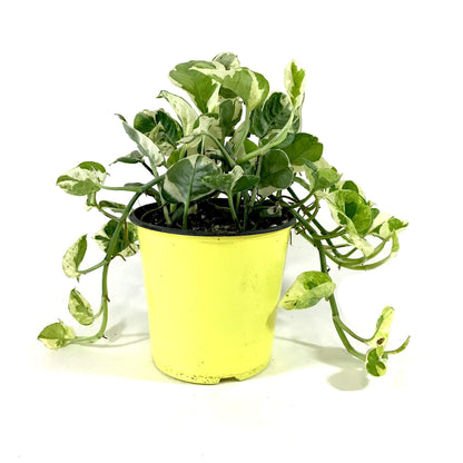 Pothos, 5in, N'Joy - Floral Acres Greenhouse & Garden Centre