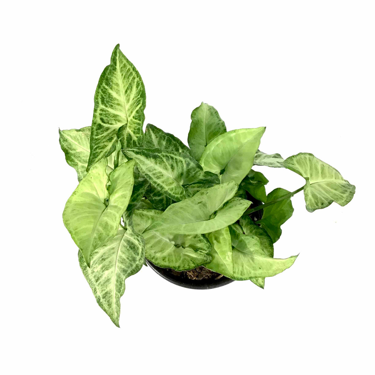 Syngonium, 6in, White Butterfly - Floral Acres Greenhouse & Garden Centre