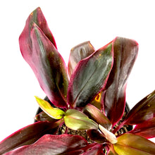 Load image into Gallery viewer, Cordyline, 6in, Roly - Floral Acres Greenhouse &amp; Garden Centre
