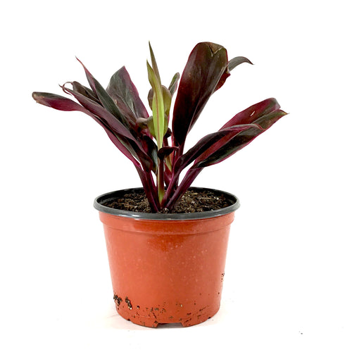 Cordyline, 6in, Roly - Floral Acres Greenhouse & Garden Centre